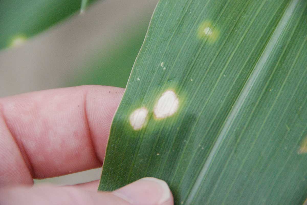 White Leaf Spot: What is it?
